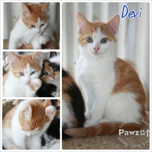 No photo for Devi   165 F13