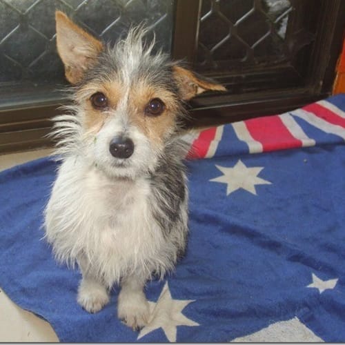 No photo for Opie Adoption Fee Reduced To $200