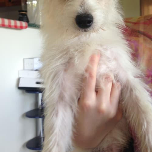 No photo for Archie