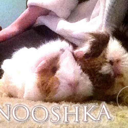 No photo for Nooshka And Arie! + Free Extras (Indoor Home Only)