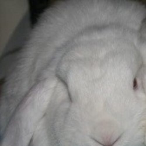 Cooper