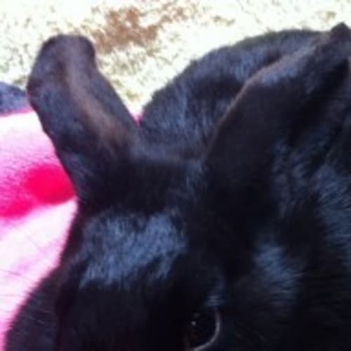 Thumper