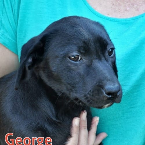No photo for George (On Trial 7/7/13)