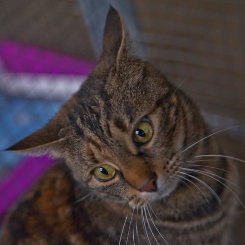 No photo for Tigger  Id14757. Bouncing Into Your Heart. 