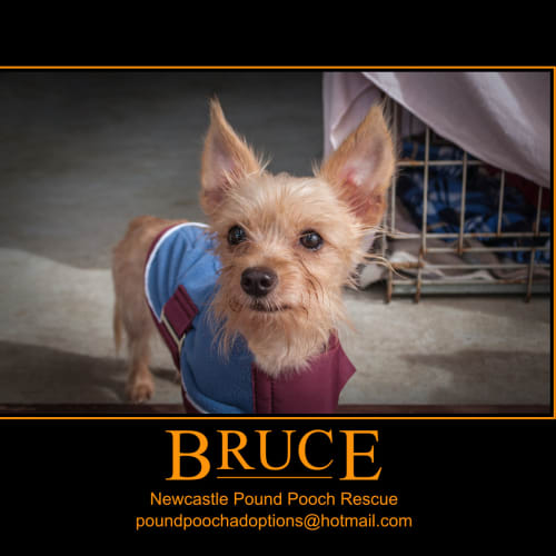No photo for Bruce (On 2 Weeks Trial In His New Home)
