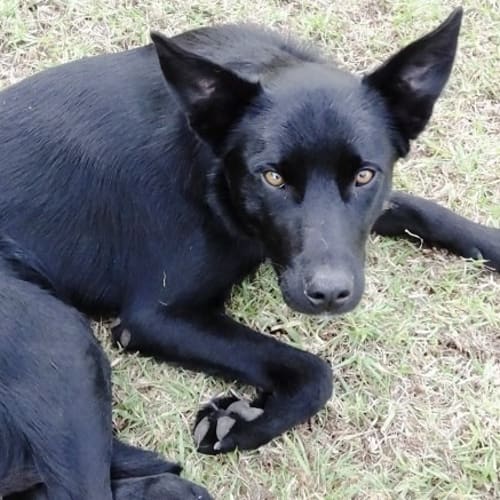 No photo for Hamish (New South Wales)