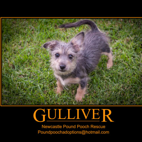 No photo for Gulliver   (On 2 Weeks Trial In His New Home)