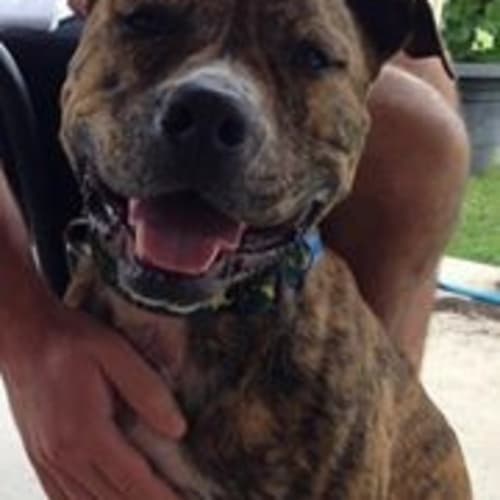 No photo for Roxy   **$99**