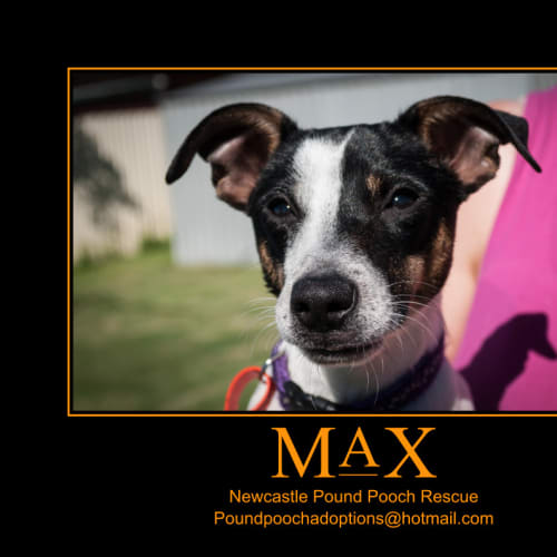 No photo for Max *On 2 Week Trial With Adopters*
