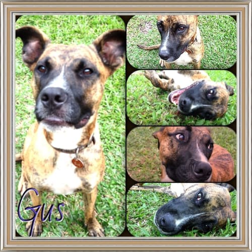 No photo for Gus