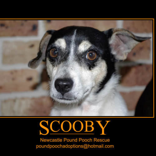 No photo for Scooby (On 2week Trial Period In New Home)