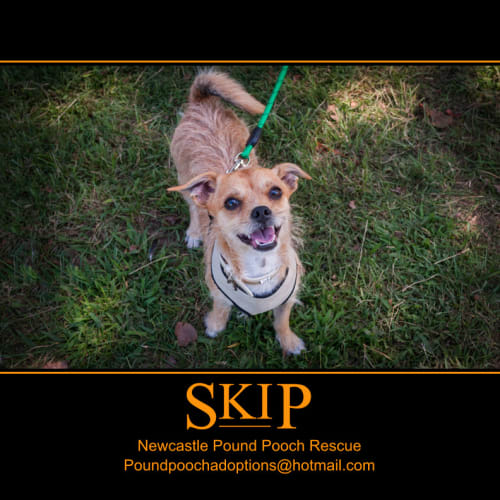 No photo for Skip (On 2 Week Trial Period In New Home)