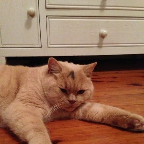 No photo for Maugee