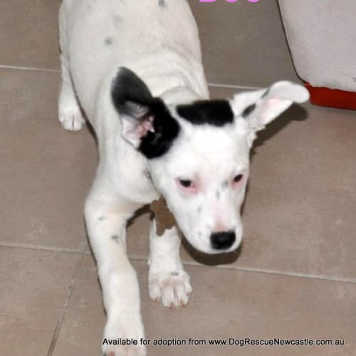 Boo (adopted by foster carer 9/2014)