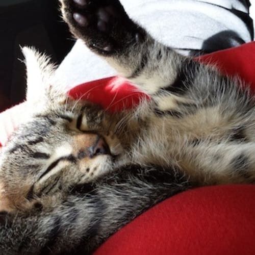 No photo for George & Lucas *Dual Adoption