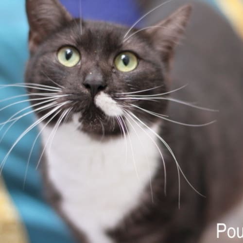 No photo for Pound Cats | Smokey