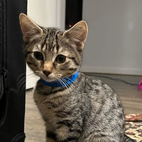 Benji