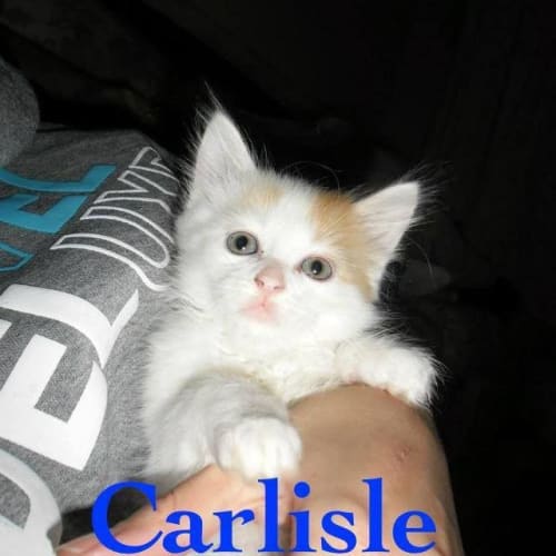 No photo for Carliale