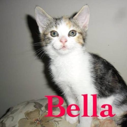 No photo for Bella