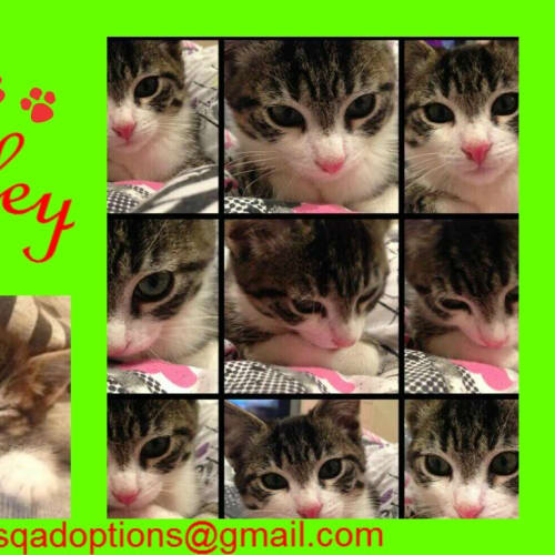 No photo for Bailey On Trial 