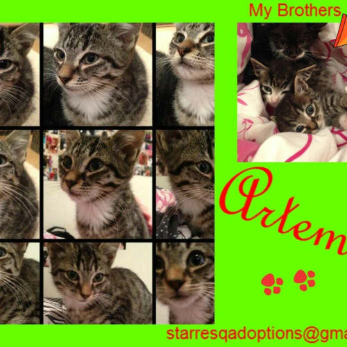 No photo for Artemis  On Trial With Forever Home