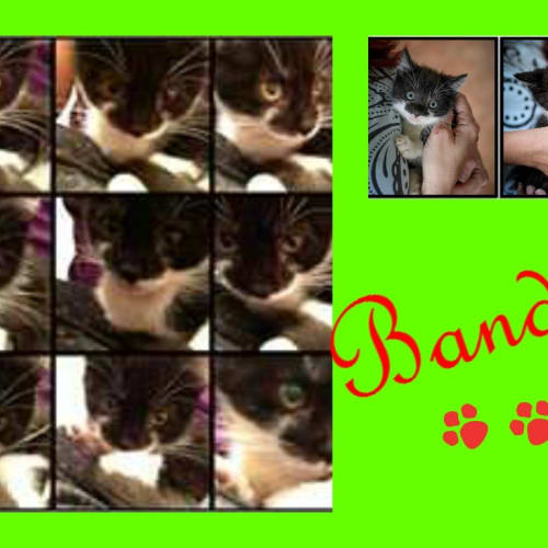 No photo for Bandit Located In Sydney On Trial 