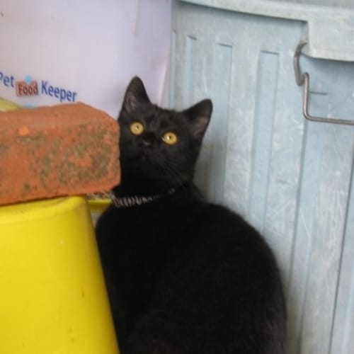 No photo for Sooty Price Reduced