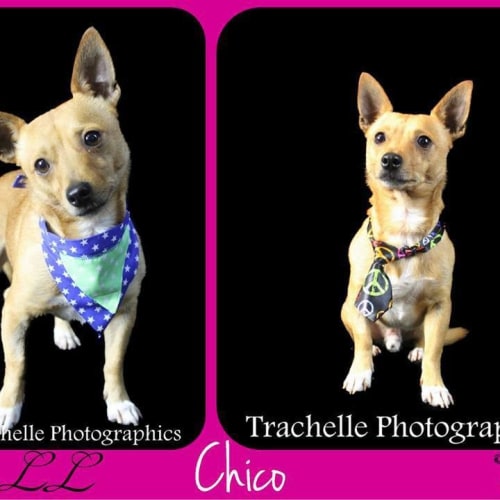No photo for Chico