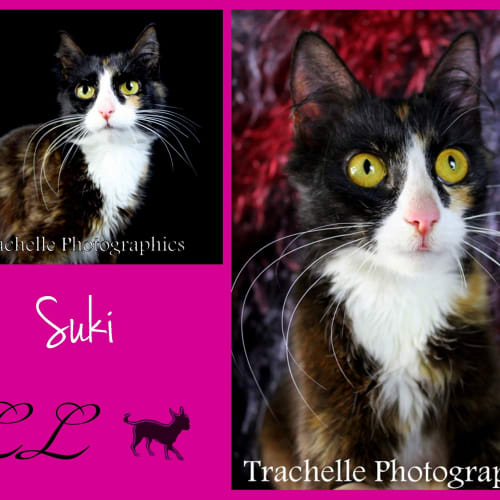 No photo for Suki