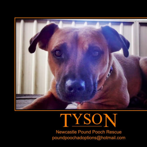 No photo for Tyson (On 2 Weeks Trial In His New Home)