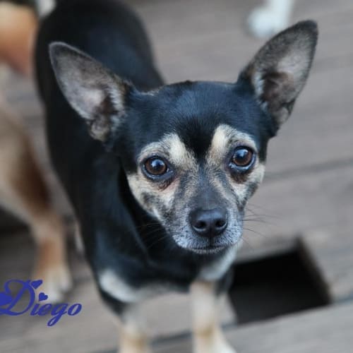 No photo for Diego