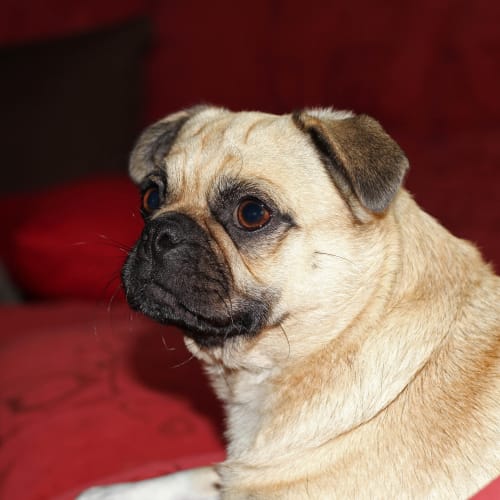 Pugly (On Trial 21/6/13)