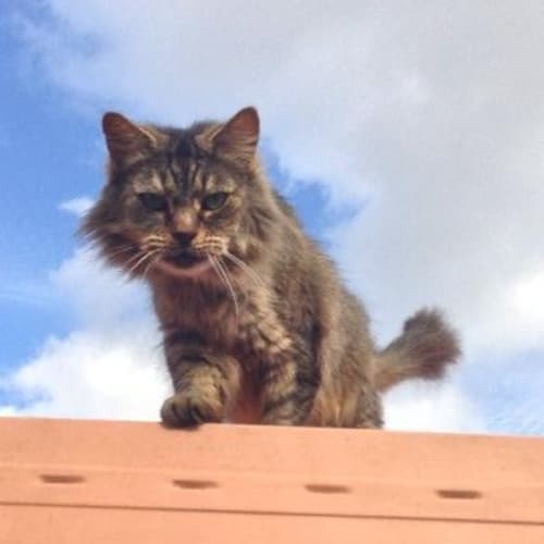 No photo for Puss