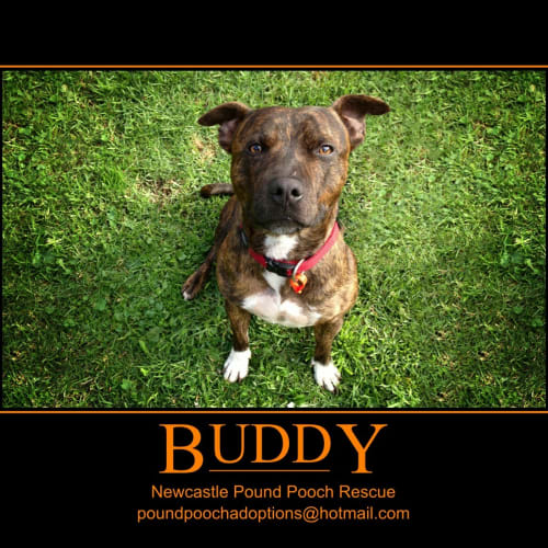 No photo for Buddy * On 2wks Trial In His New Home*