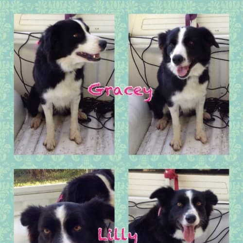 No photo for Gracie And Lilly