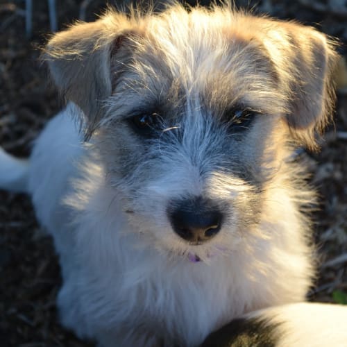 No photo for Violet *On Trial In Her New Home*