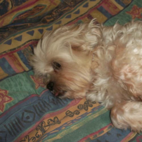 No photo for Buffy (On Trial 21/8/13)