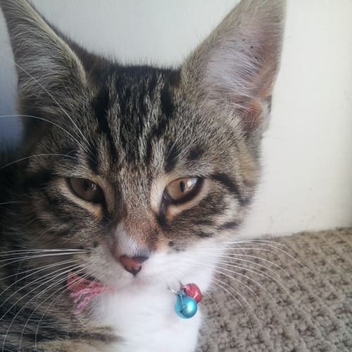 No photo for Flower*On Trial With My New Family*