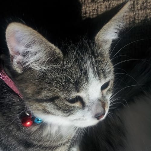 No photo for Lilly*On Trial With Her New Family*