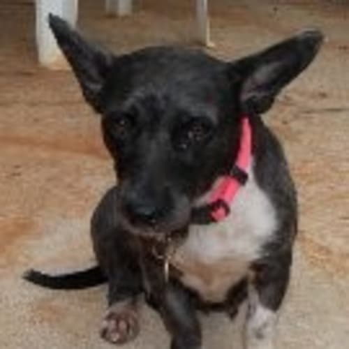 No photo for Lady (Located In Perth)