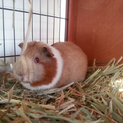 No photo for Hamish Guineapig *On Trial*