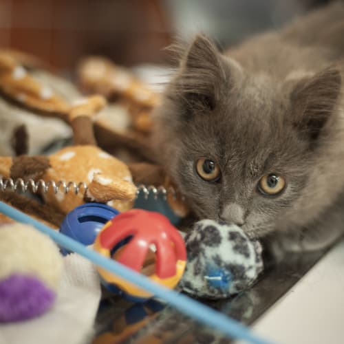 No photo for Smokey