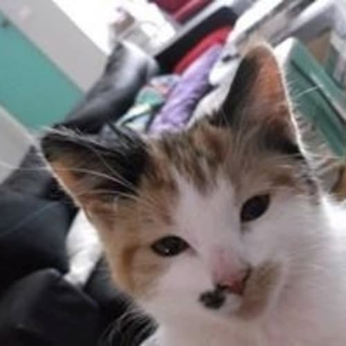No photo for Mazzie