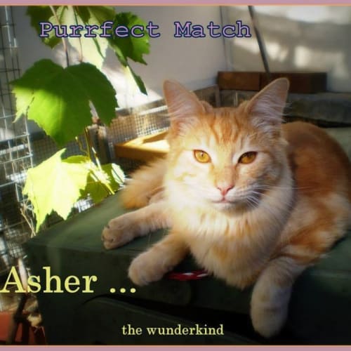 No photo for Asher