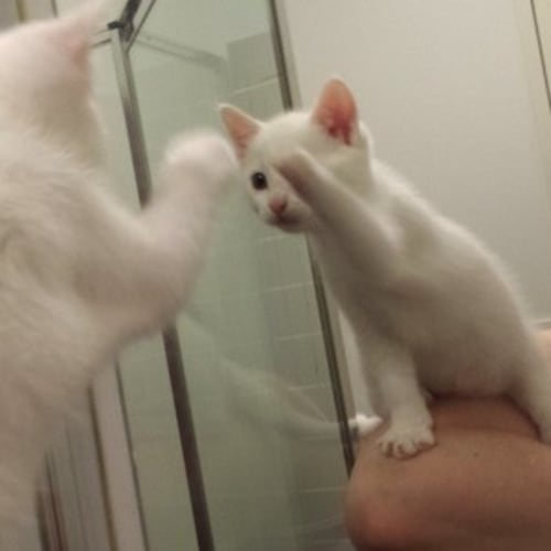 No photo for Loki