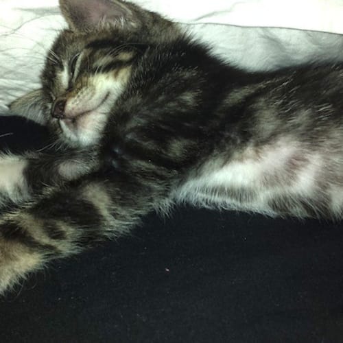 No photo for Pepper