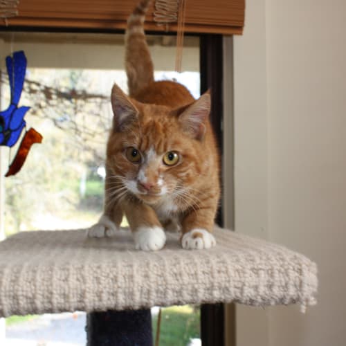 No photo for Pound Cats | Gingernut