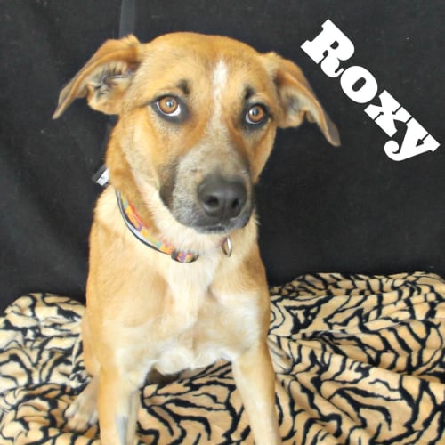 No photo for Roxy