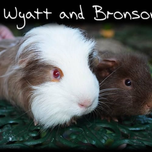 No photo for Bronson And Wyatt
