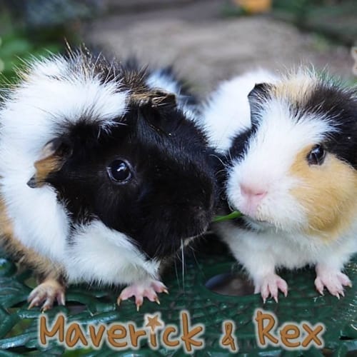 No photo for Maverick And Rex